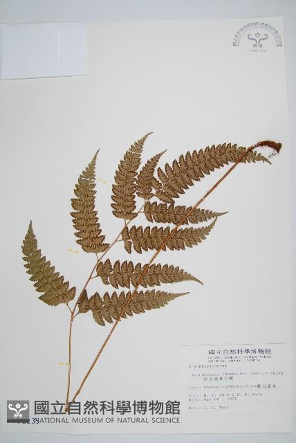 斜方複葉耳蕨藏品圖，第1張