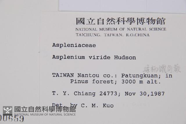 綠柄鐵角蕨藏品圖，第2張