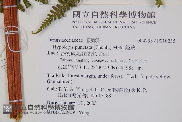 細葉姬蕨藏品圖，第2張