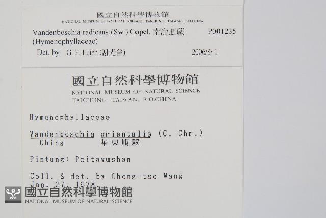 南海瓶蕨藏品圖，第2張