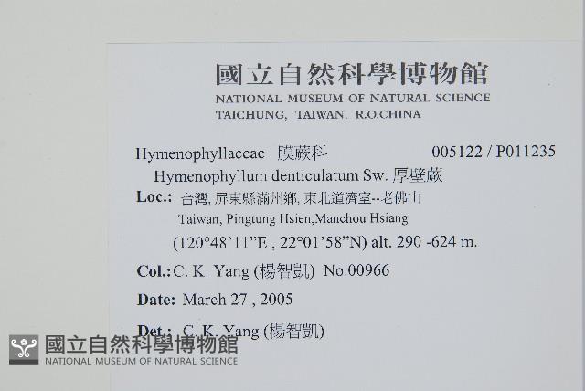 厚壁蕨藏品圖，第2張