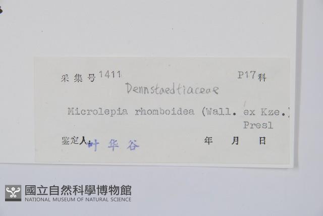 台灣鱗蓋蕨藏品圖，第2張