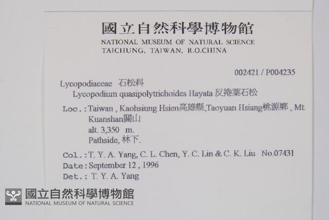 反捲葉石松藏品圖，第2張