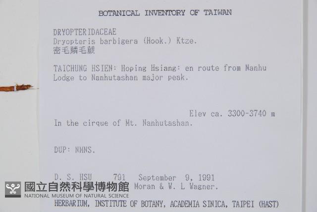 密毛鱗毛蕨藏品圖，第2張