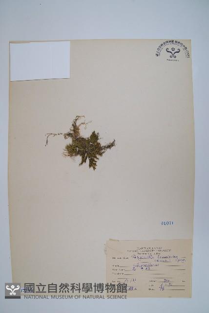 萬年松藏品圖，第1張