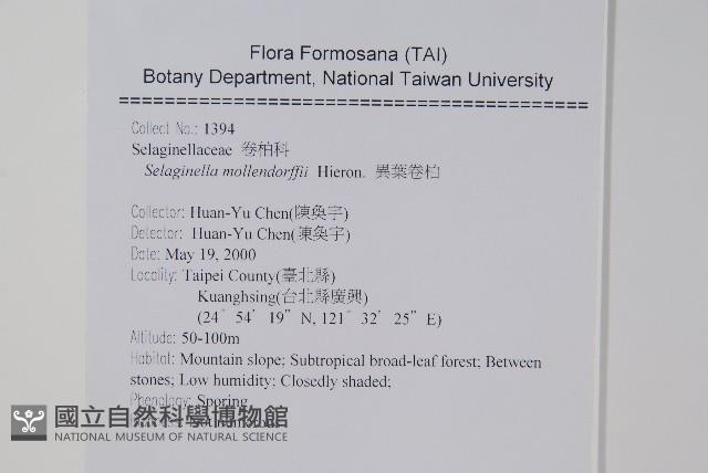 異葉卷柏藏品圖，第2張