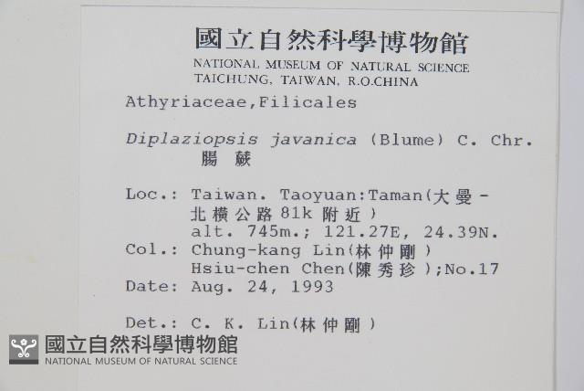 腸蕨藏品圖，第2張