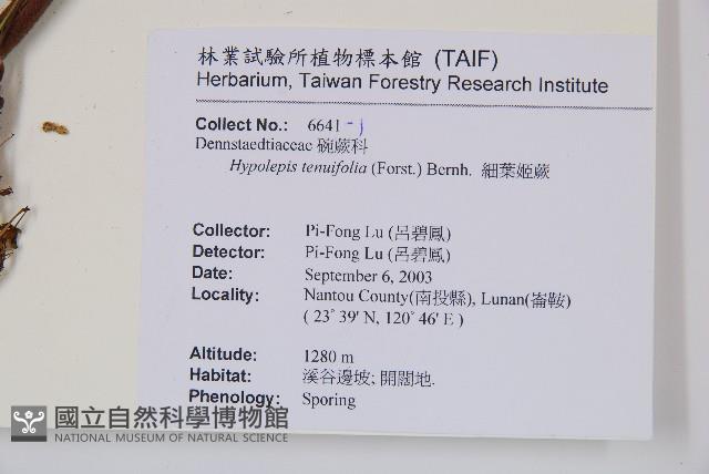 細葉姬蕨藏品圖，第2張