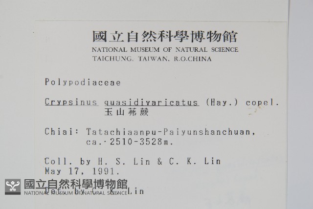 玉山茀蕨藏品圖，第2張