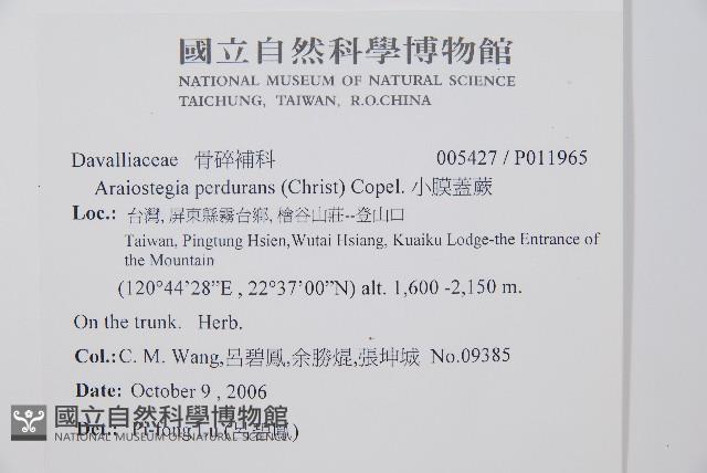 小膜蓋蕨藏品圖，第2張