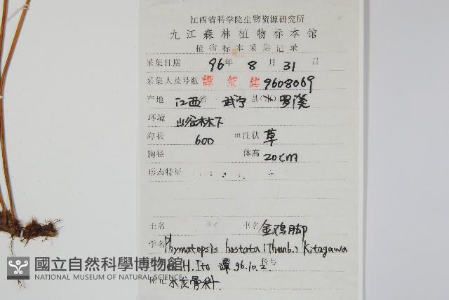 金雞腳藏品圖，第2張