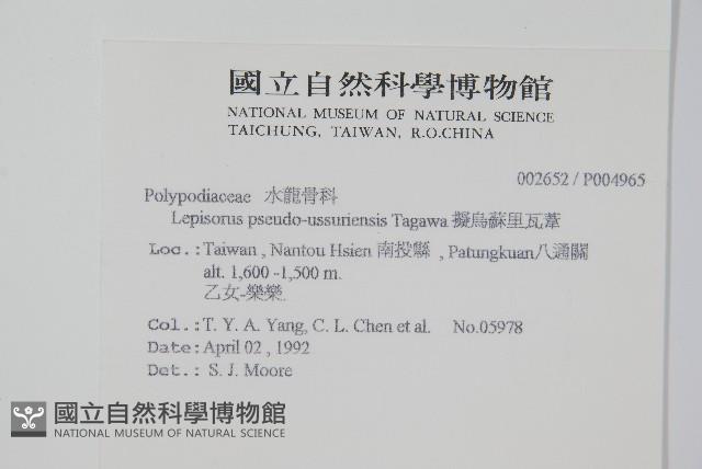 擬烏蘇里瓦葦藏品圖，第2張