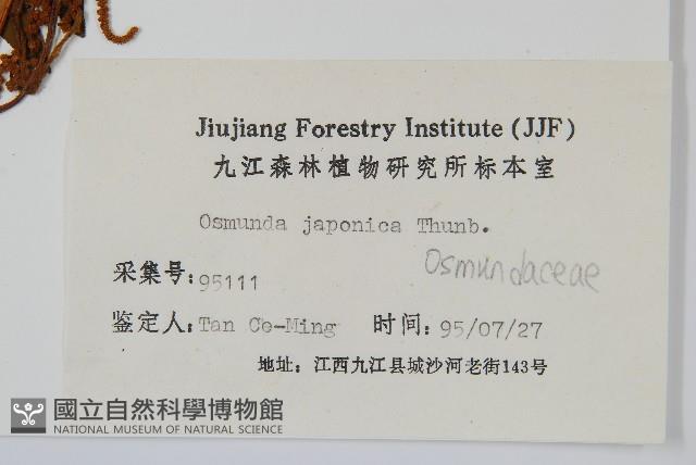 紫萁藏品圖，第2張