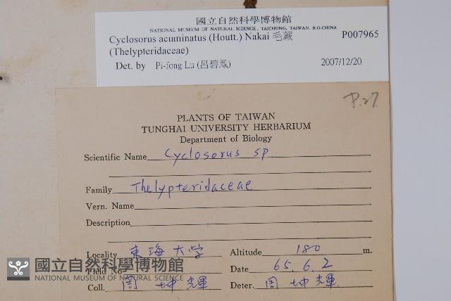 毛蕨藏品圖，第2張