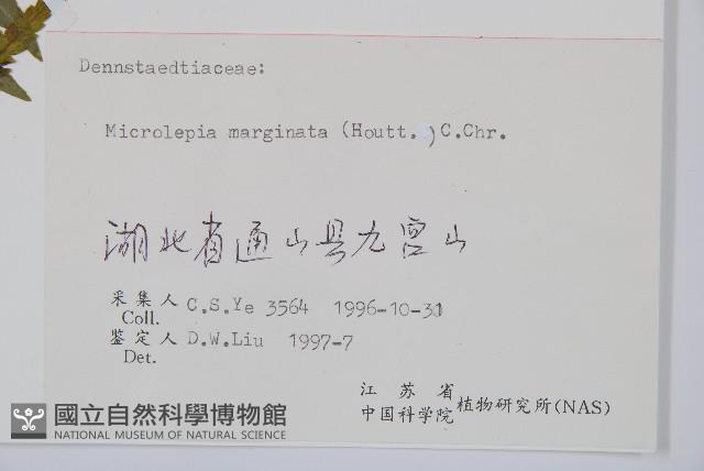 邊緣鱗蓋蕨藏品圖，第1張