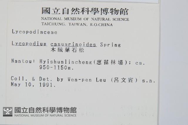 木賊葉石松藏品圖，第2張