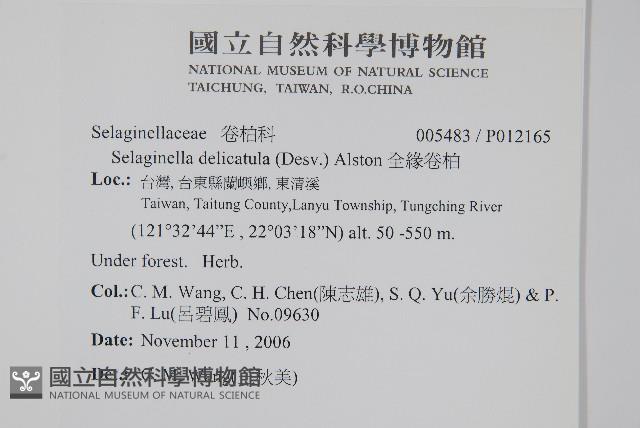 全緣卷柏藏品圖，第2張