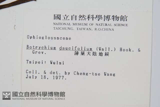 薄葉大陰地蕨藏品圖，第2張