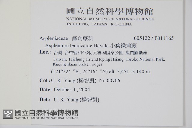 小葉鐵角蕨藏品圖，第5張