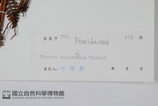 多羽鳳尾蕨藏品圖，第2張