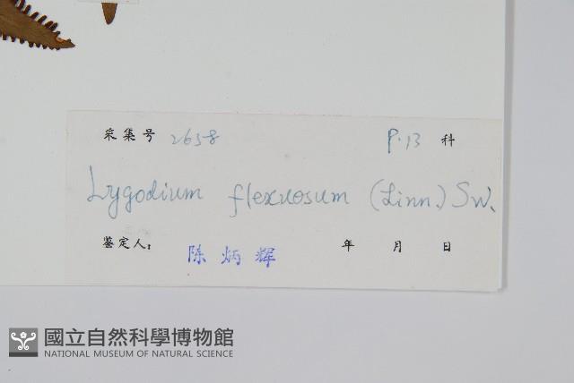 曲軸海金沙藏品圖，第2張