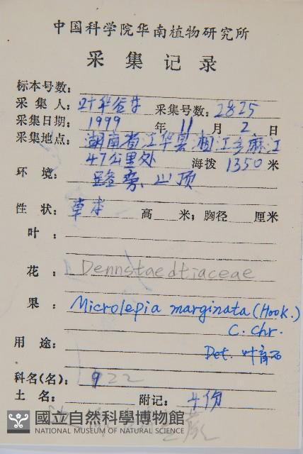 邊緣鱗蓋蕨藏品圖，第2張