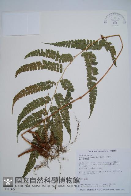 斜方複葉耳蕨藏品圖，第1張