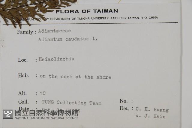 鞭葉鐵線蕨藏品圖，第2張