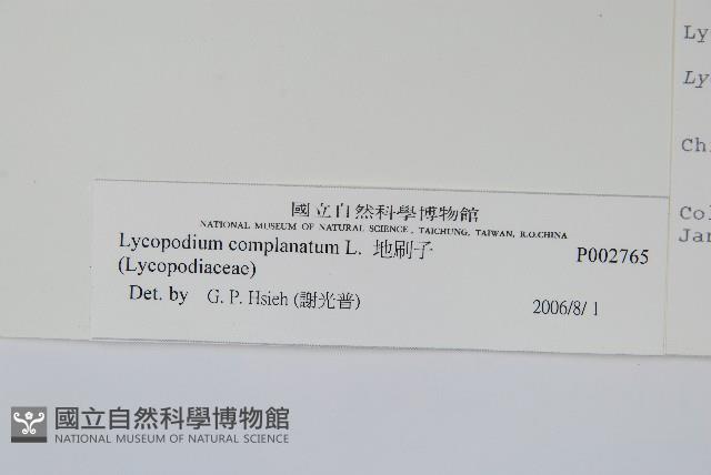 Taiwan running-pine Collection Image, Figure 2, Total 2 Figures