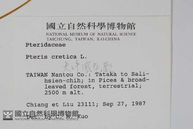 大葉鳳尾蕨藏品圖，第2張