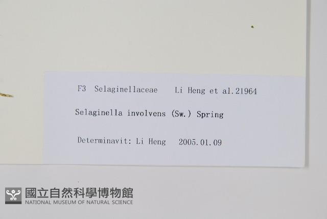 密葉卷柏藏品圖，第1張