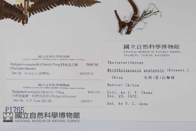 斜葉金星蕨藏品圖，第2張