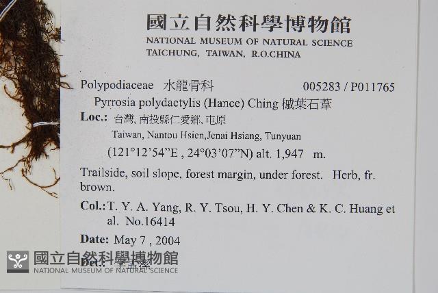 槭葉石葦藏品圖，第2張