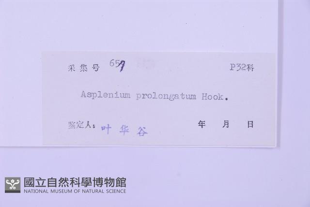 長生鐵角蕨藏品圖，第2張