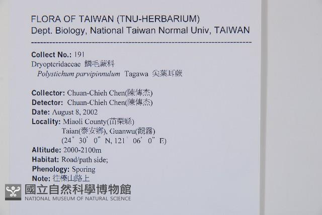 尖葉耳蕨藏品圖，第2張