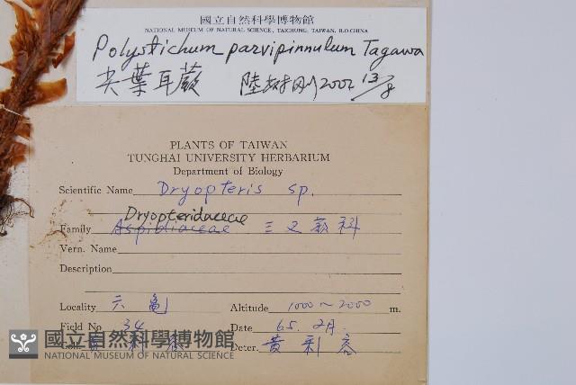尖葉耳蕨藏品圖，第2張