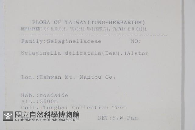 全緣卷柏藏品圖，第2張