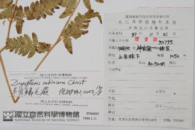 亞二型鱗毛蕨藏品圖，第2張