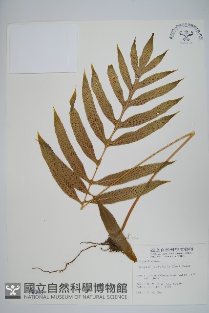 大線蕨藏品圖，第1張