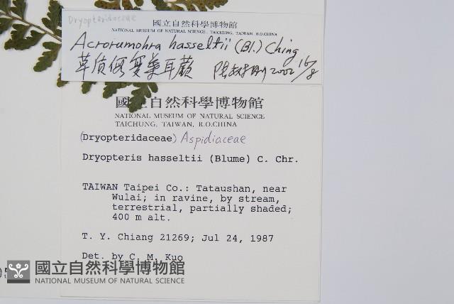 哈氏假複葉耳蕨藏品圖，第2張