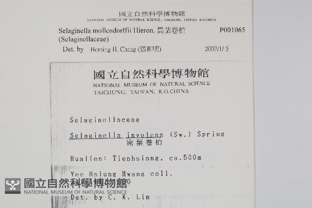 異葉卷柏藏品圖，第2張