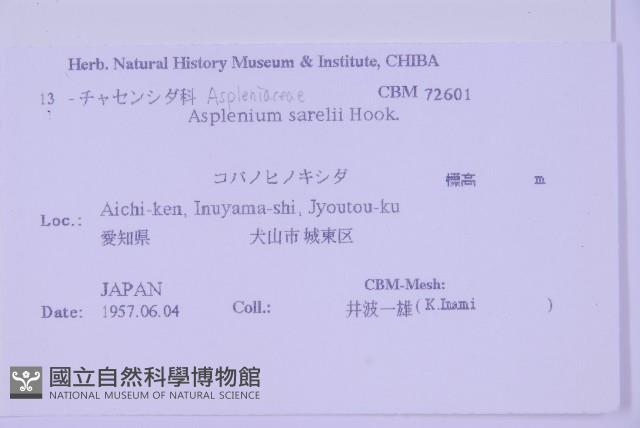 華中鐵角蕨藏品圖，第2張