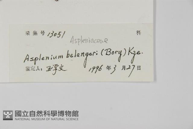 南方鐵角蕨、桂瓊鐵角蕨藏品圖，第2張