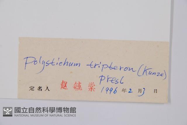 三叉耳蕨藏品圖，第2張