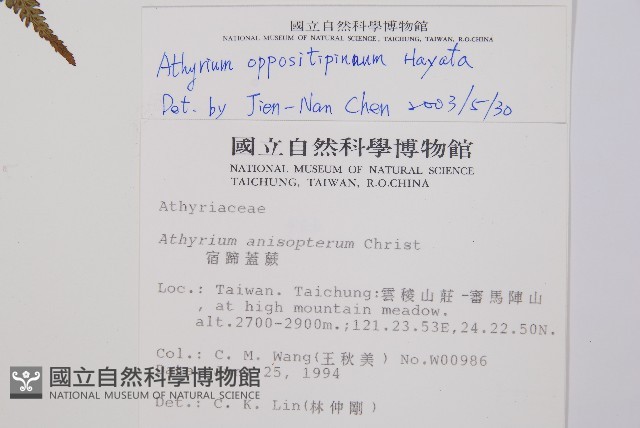 對生蹄蓋蕨藏品圖，第2張