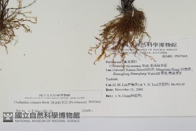 細葉碎米蕨藏品圖，第2張