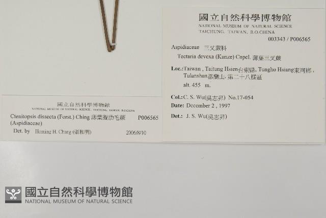 薄葉擬肋毛蕨藏品圖，第2張