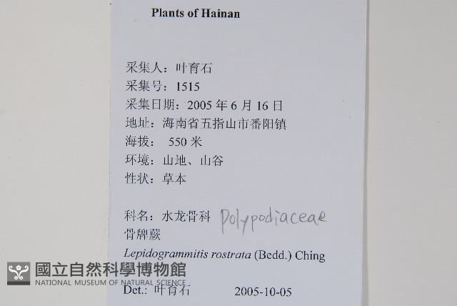 骨牌蕨藏品圖，第2張