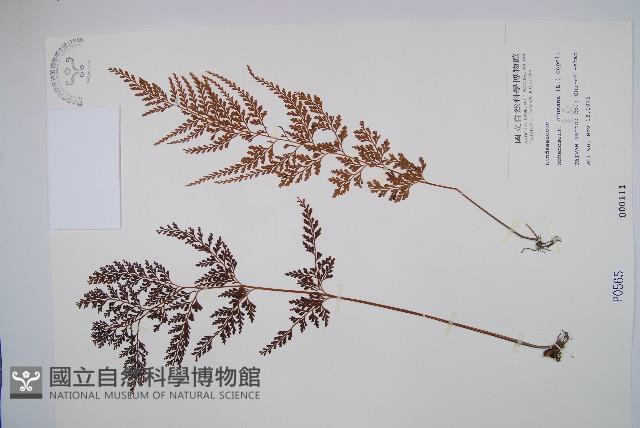 烏蕨藏品圖，第1張