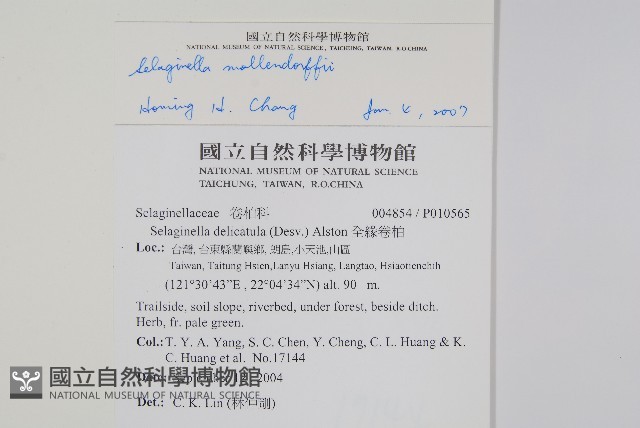 異葉卷柏藏品圖，第2張